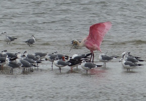 Laughing Gulls, two Black Skimmers, one Roseate Spoonbill